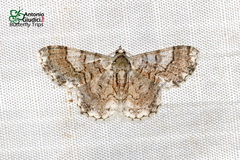 Myrioblephara pingasoides