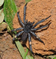 Gravelyia striatus