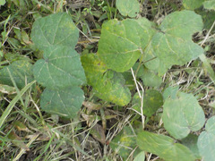 Malvaviscus arboreus