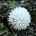 Curtis's Puffball - Photo (c) katjustis, some rights reserved (CC BY-NC)