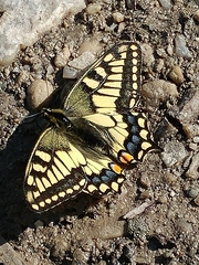 Papilio machaon aliaska