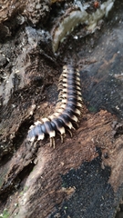 Nyssodesmus python