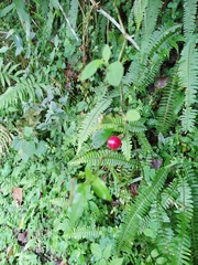Lycianthes