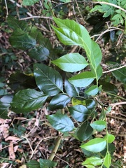 Micromelum minutum