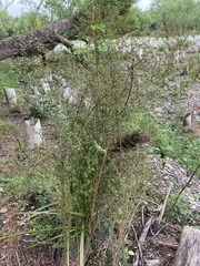 Coprosma propinqua