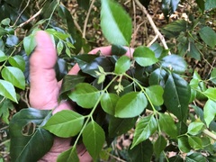 Micromelum minutum