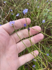 Symphyotrichum adnatum