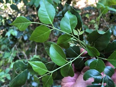 Micromelum minutum