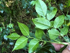 Micromelum minutum