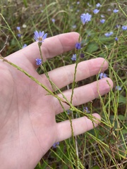 Symphyotrichum adnatum