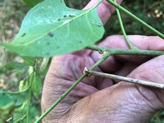 Micromelum minutum