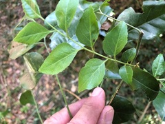 Micromelum minutum