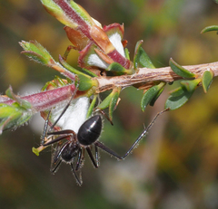 Camponotus intrepidus