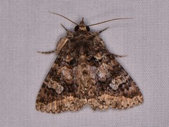Elousa albicans