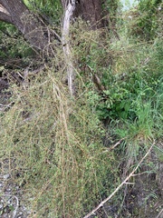 Coprosma propinqua