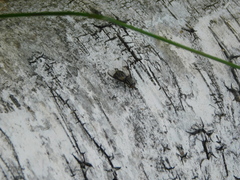 Chrysops delicatulus