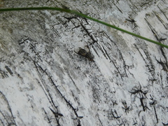 Chrysops delicatulus