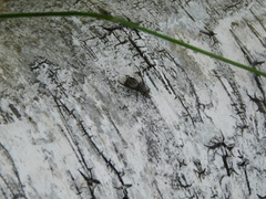 Chrysops delicatulus