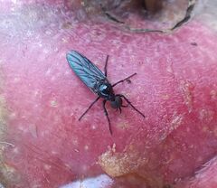 Dilophus serotinus