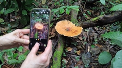 Pycnoporellus fulgens