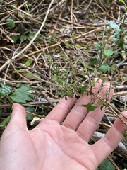 Coprosma propinqua