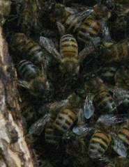 Apis mellifera