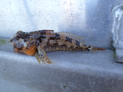 Artedius harringtoni