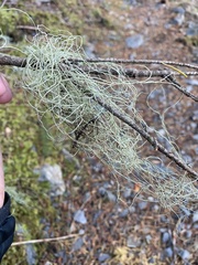 Alectoria sarmentosa