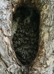 Apis mellifera