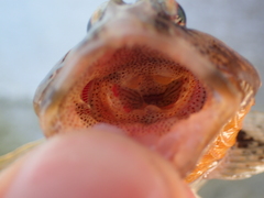 Artedius harringtoni