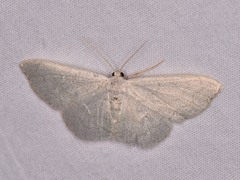 Acratodes suavata