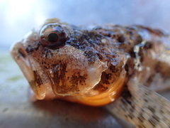 Artedius harringtoni