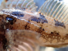 Artedius harringtoni