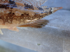 Artedius harringtoni