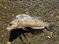 Hexagrammos decagrammus