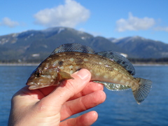Hexagrammos decagrammus