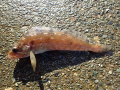 Hexagrammos decagrammus