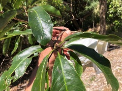 Planchonella pohlmaniana