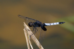 Erythrodiplax unimaculata