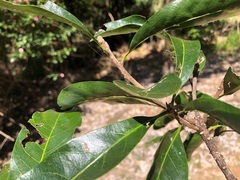 Planchonella pohlmaniana