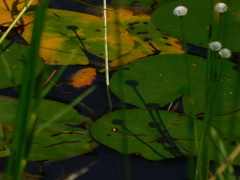 Nymphaea odorata