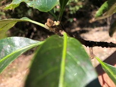 Planchonella pohlmaniana