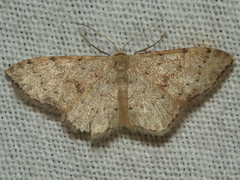 Idaea halmaea