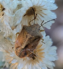 Thyanta custator accerra