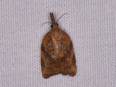 Platynota flavedana