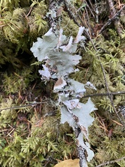 Platismatia tuckermanii