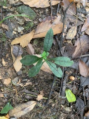 Aegonychon zollingeri