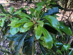 Planchonella pohlmaniana