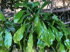 Planchonella pohlmaniana