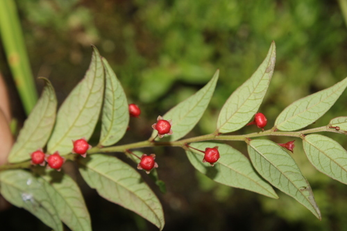 Phyllanthus acutifolius, 2022-11-16